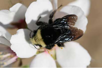 A bee pollinating a flower.