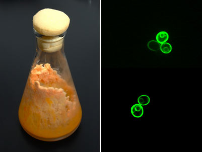 two photos, one of a flask of yeast, and the other of fluorescent green circles.