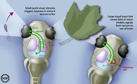 A diagram of small prey.