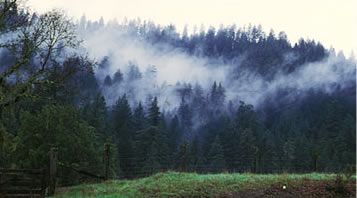 Hans Jenny Pygmy Forest Reserve