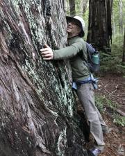 Greeting a Coast Redwood at Big Basin