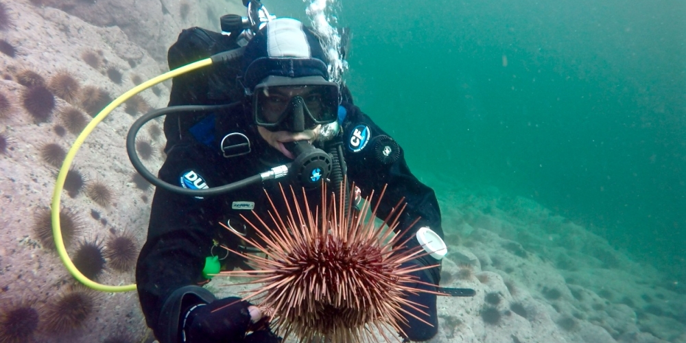 Okamoto diving in sea urchin barrens