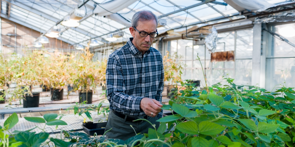 Niyogi checking plants in the Oxford Tract greenhouse. Photo credit: Mathew Burciaga.