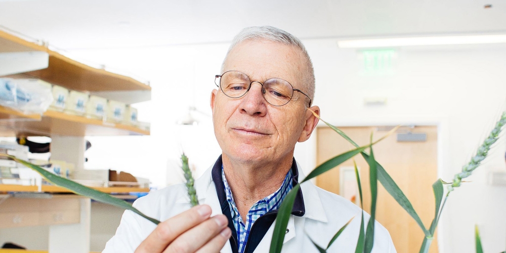 Brian Staskawicz in lab holding wheat stem