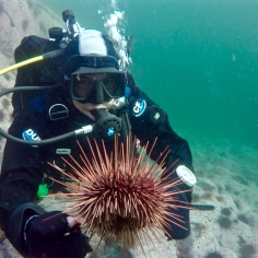 Okamoto diving in sea urchin barrens