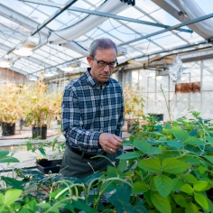Niyogi checking plants in the Oxford Tract greenhouse. Photo credit: Mathew Burciaga.