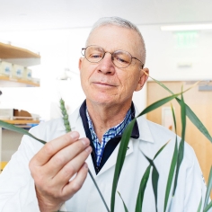 Brian Staskawicz in lab holding wheat stem