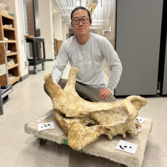 Portrait of Jack Tseng kneeling next to a large fossil skull of an extinct rhino, with rows of specimen cabinets in the background at the University of California Museum of Paleontology.