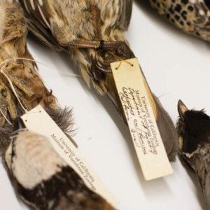 bird specimens with identification tags 