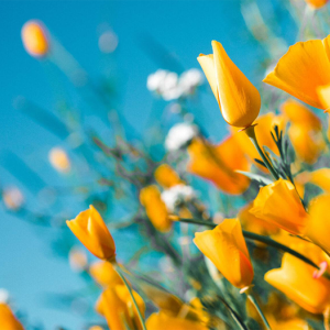 California poppies close-up.