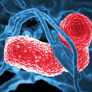 human blood cell interacting with a bacteria