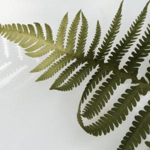 green fern leaf