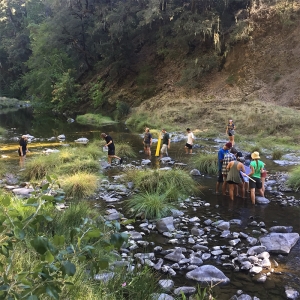 Students collecting specimens in a river bed