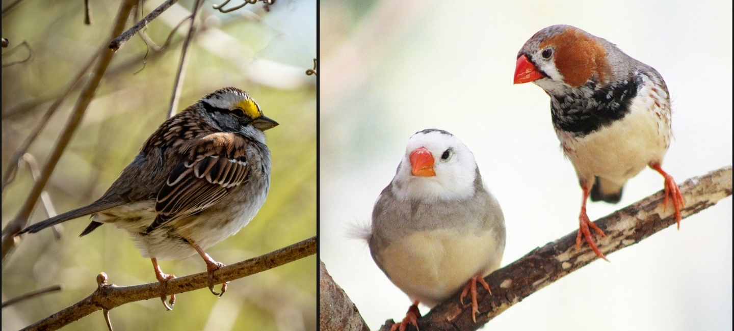 small brown bird with yellow patch near eye, and two birds with orange beaks