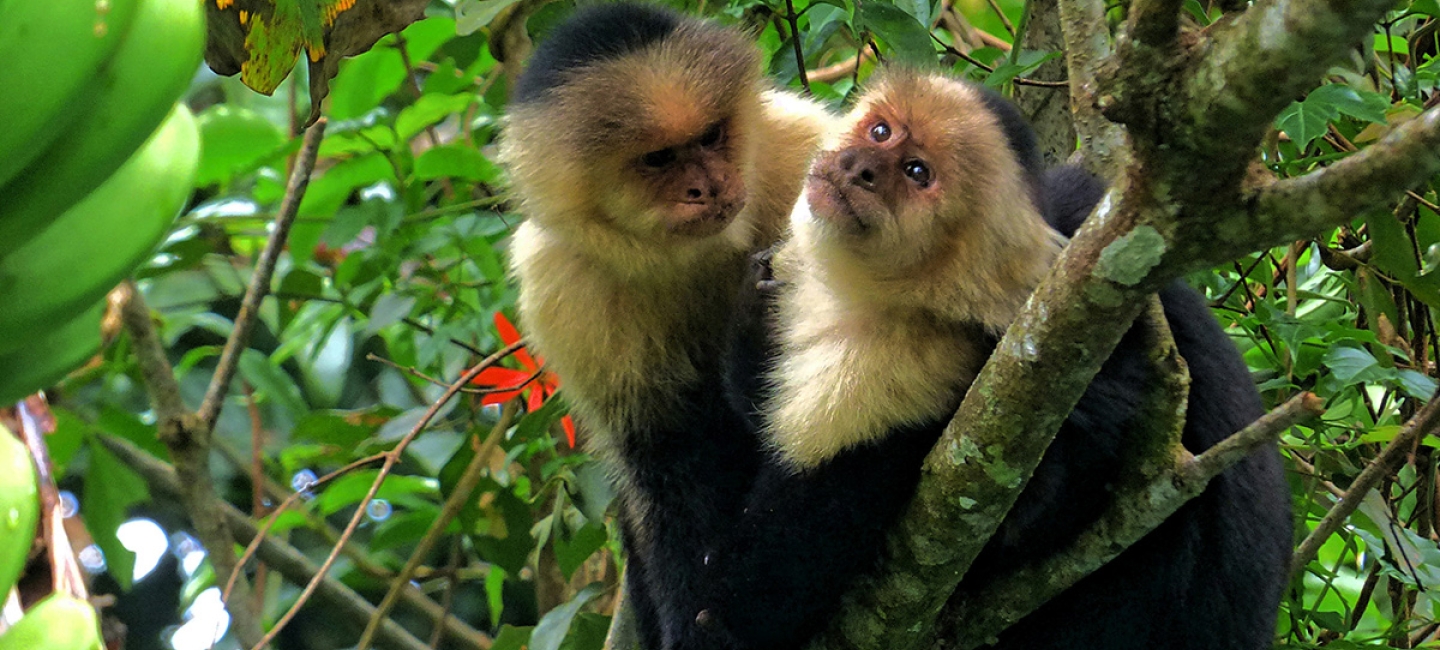 Two monkeys sit on a branch, with one looking disapprovingly toward the other.