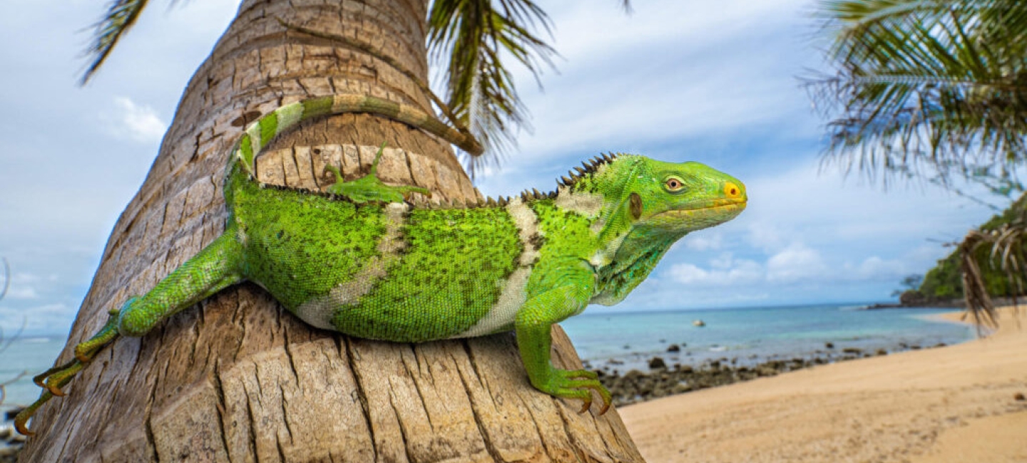 a large green iguana with narrow yellow stripes rests on the lower trunk of a palm tree with a beach and ocean in the background