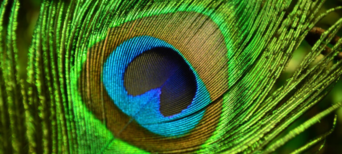 closeup of a peacock feather that resembles an eye
