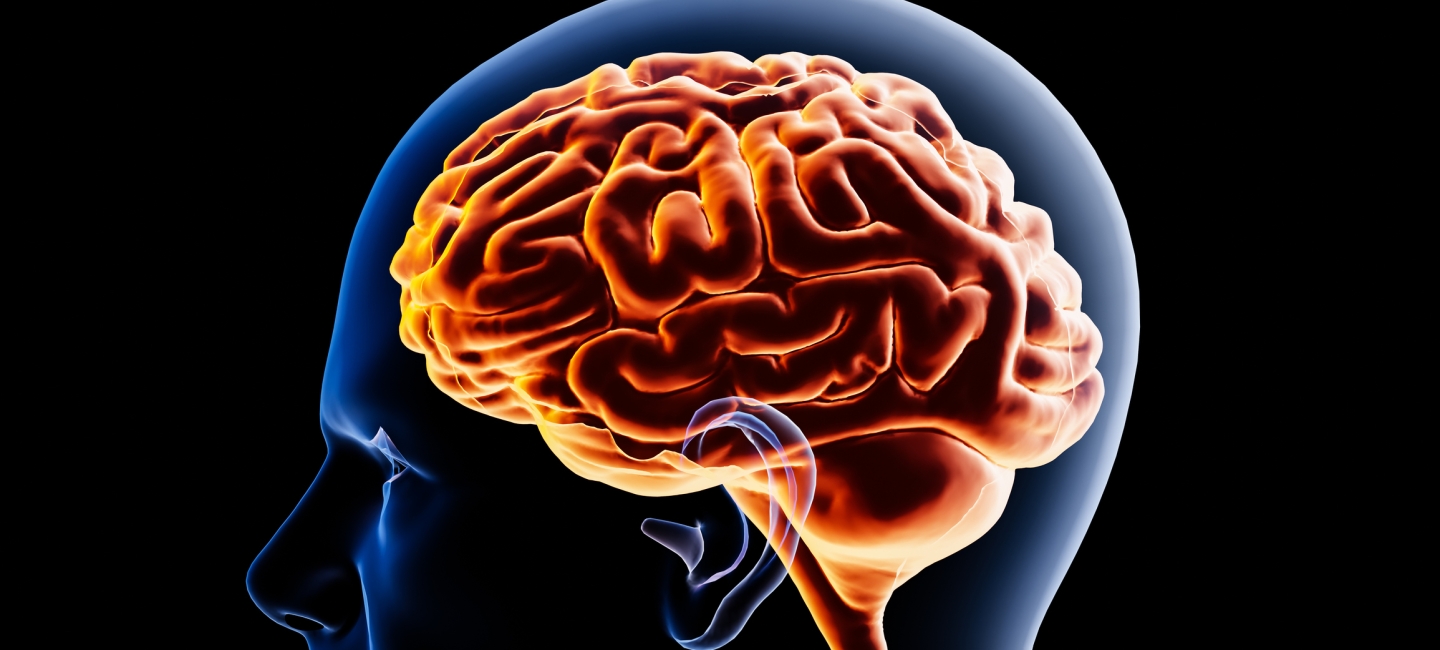 stock image of a brain inside a head