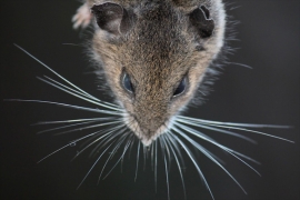 mouse whiskers