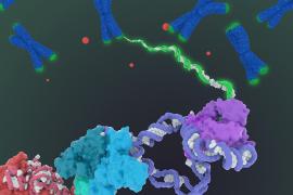 A visualization of human telomerase. Chromosomes in a blue x. Line of enzymes, the closest red, the next blue, and then purple