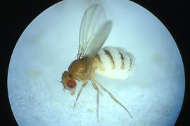 a fruit fly infected with puppeteering fungus