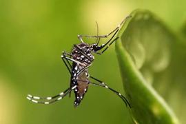 A close up shot of a mosquito on a leaf.