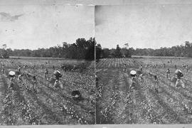 a photo of slaves working in a field