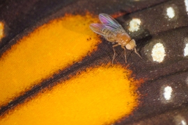 Fruit fly on wing
