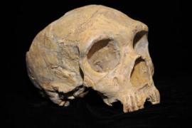 A photo of a Neanderthal skull against a black background