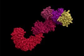 A molecular modeling image showing the detector portion of the NLRP3 inflammasome in red, magenta, and yellow