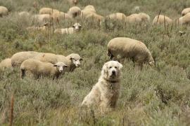 a white sheep dog sitting in deep grass with a herd of sheep in the background