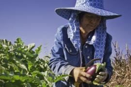 Worker in California farm field harvesting eggplant