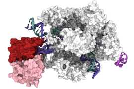 3D structure of CRISPR-Cas9 base editor