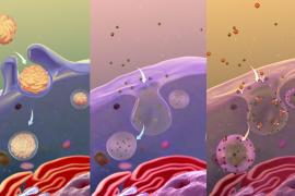 Three common pathways of endocytosis in a cell to internalize outside substances.