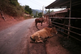Cows sit beside a dusty road at dusk.