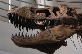 Photo of Jack Tseng peering through hole in skull of an adult T. rex