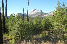 Nature shot of Yosemite