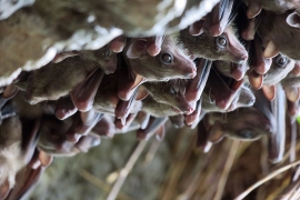 A photo shows a densely-packed group of Egyptian fruit bats in a cave