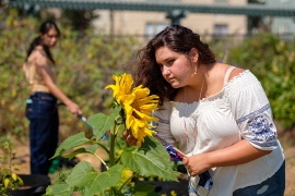 A student looks closely at a sunflower blooming in the new Indigenous Community Learning Garden in the Oxford Tract