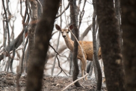 A photo shows a black-tailed deer behind some trees in a forest