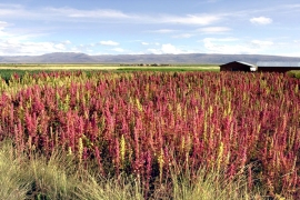 Quinoa growing on Bolivia's Taraco Peninsula.