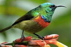 a green eastern double-collared sunbird with a red collar