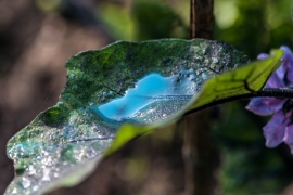 a grape leaf with a small puddle of green copper-based fungicide
