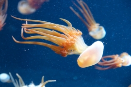 a flame jellyfish, with red-orange arms, in an aquarium with other jellyfish in the backgroun