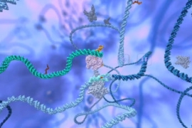 graphic showing how CRISPR edits out the sickle cell mutation in the genome