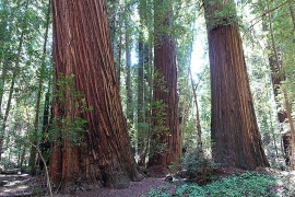three redwoods in the shade of an old-growth forest in Northern California