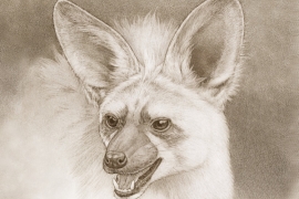 sketch of extinct aardwolf relative, with big ears