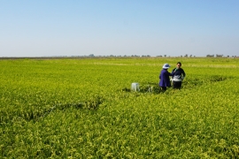 IGI researchers in a rice field studying microbes in the soil