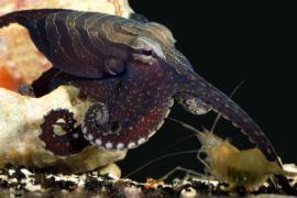 larger Pacific striped octopus