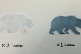 When indigo’s chemical precursor is applied to cotton cloth, a single enzyme can free indigo to dye a white bear to blue.